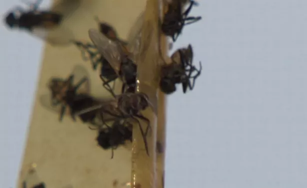 BBC早餐节目的纳加·芒切蒂在“恶心”的交流中拍下了“这让你烦恼了吗”